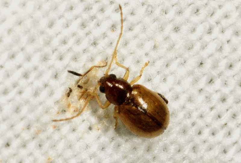 minuscolo coleottero da det.:  Chrysomelidae Halticinae: cfr.  Aphthona  sp.